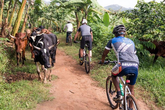 Lake Victoria Island Cycling Tour from Kampala - Who will get the most from this tour