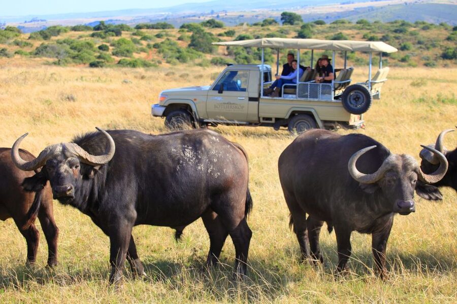 Little Brak River: Botlierskop Guided Game Drive - Key points to know before you book