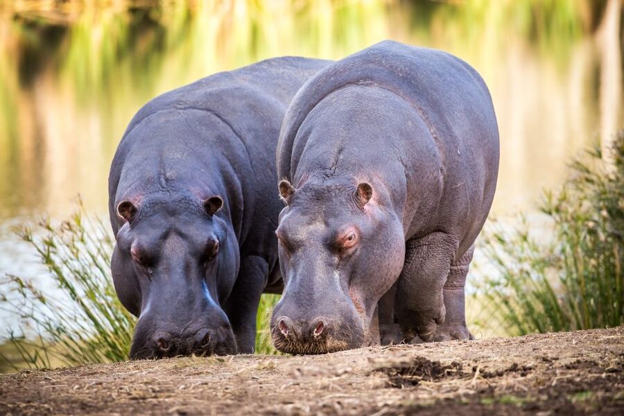 Little Brak River: Botlierskop Guided Game Drive - A Three-Hour Safari Near Mossel Bay