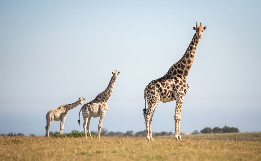 Little Brak River: Botlierskop Guided Game Drive - Riding in the Open Game Vehicle
