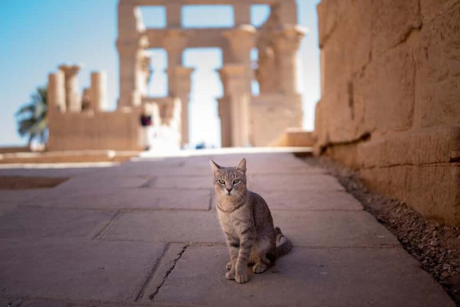 Luxor: Private Full-Day Customized Tour With Carriage Ride - Karnak Temple, a huge first dose of ancient Egypt
