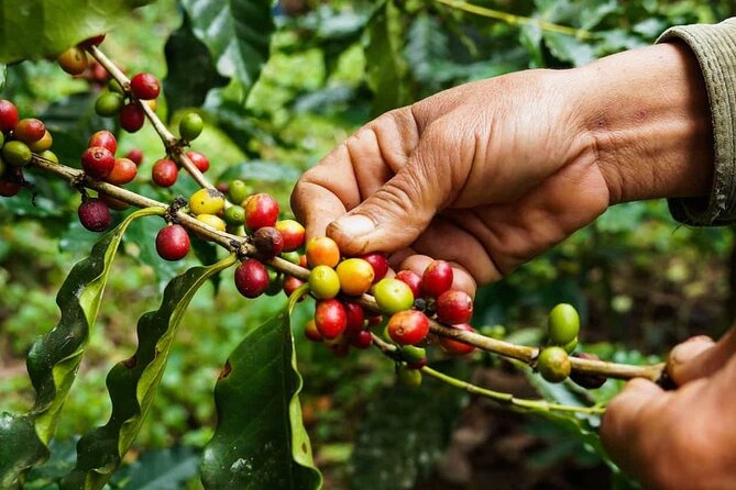 Maasai village visit, Materuni waterfalls & coffee experience - What to bring and how to prepare