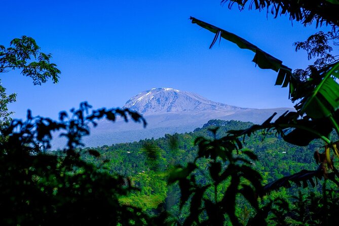 Maasai village visit, Materuni waterfalls & coffee experience - Who will enjoy this day most