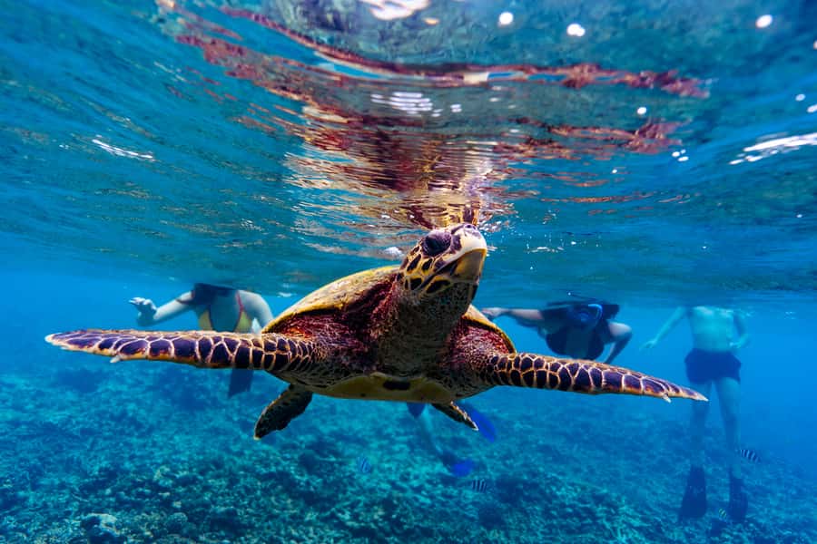 Mahé: Saint-Anne Marine Park and Moyenne Island Cruise - The return cruise to Mahé