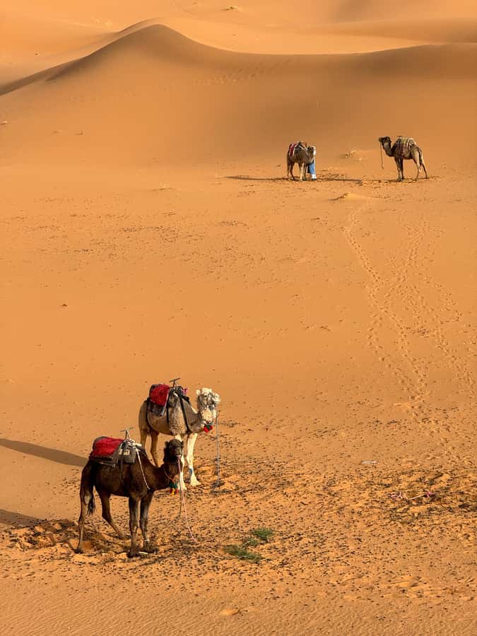 Majestic Desert: 3-Day Luxury Journey from Marrakech to Fes - Food, rooms, and camp conditions