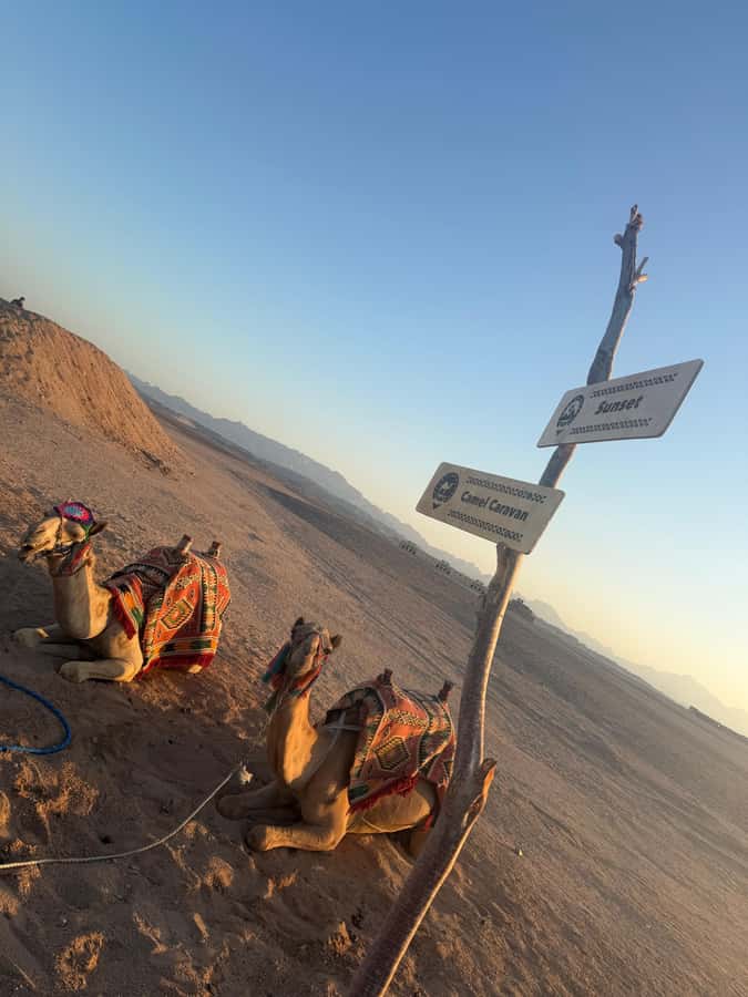 Makadi Bay: BADU Luxury Bedouin Dinner Experience & Stargaze - From hotel lobby to desert camp