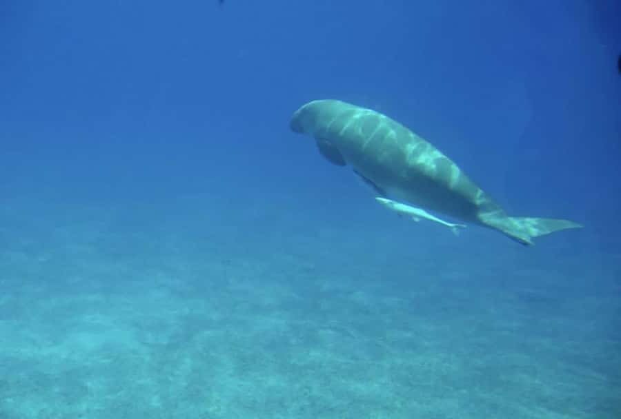 Makadi Bay: Royal Seascope Submarine Cruise & Snorkel stop - Key points to know before you book