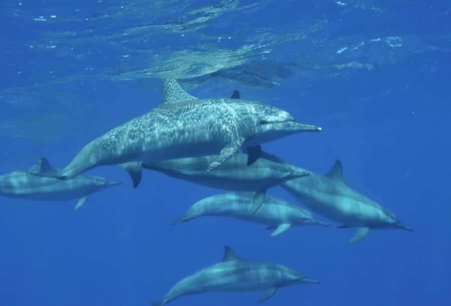 Makadi Bay: Royal Seascope Submarine Cruise & Snorkel stop - Languages, access, and practical arrangements