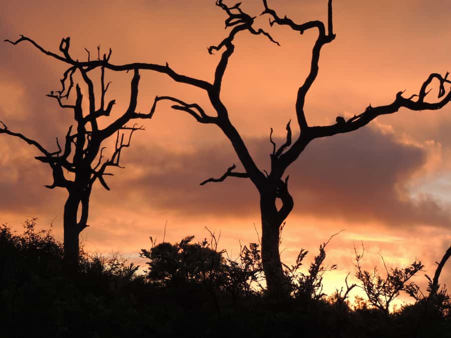 Marloth Park: Kruger National Park Safari Game Drives - Why the 5:00 AM start matters in Kruger