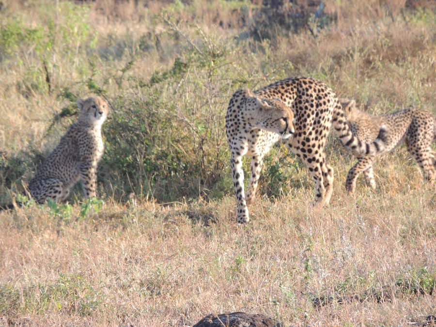 Marloth Park: Kruger National Park Safari Game Drives - What the six-hour drive feels like