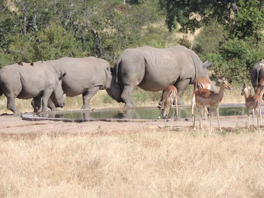 Marloth Park: Kruger National Park Safari Game Drives - Half-day value at $61 per person