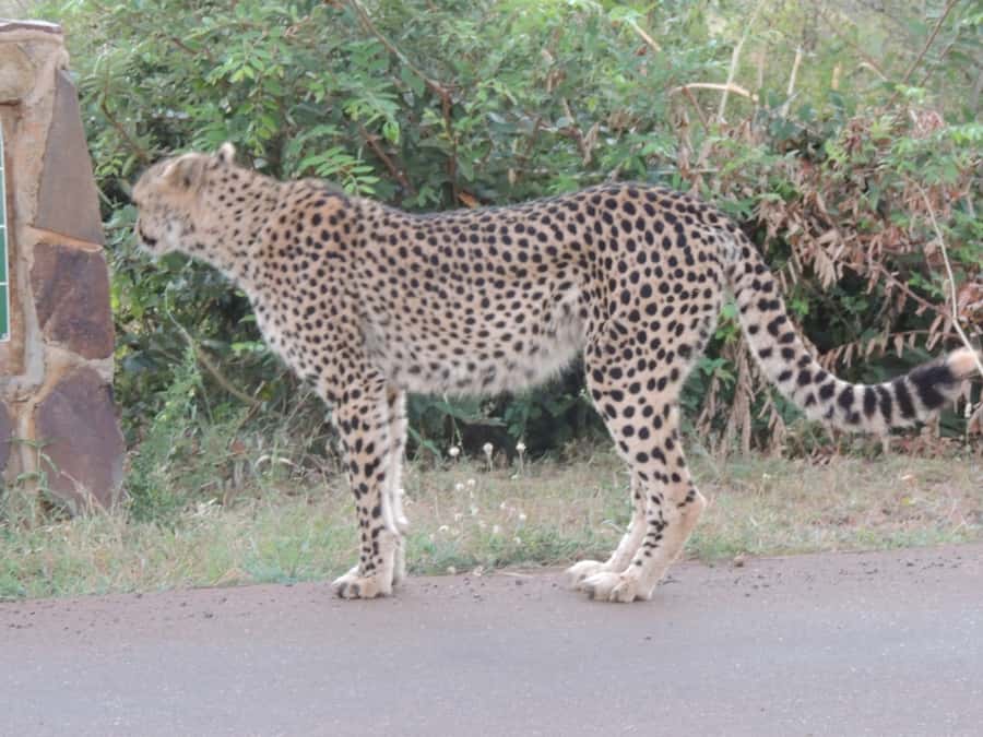 Marloth Park: Kruger National Park Safari Game Drives - Entering Kruger through Crocodile Bridge