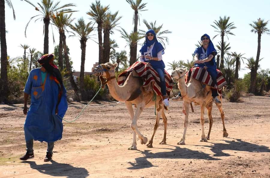 Marrakech : 1-Hour Camel Ride Through the Palm Grove - Key points to know before you book
