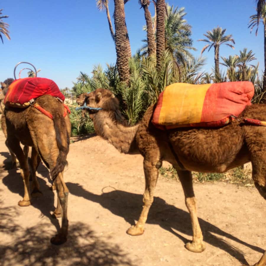 Marrakech : 1-Hour Camel Ride Through the Palm Grove - FAQ