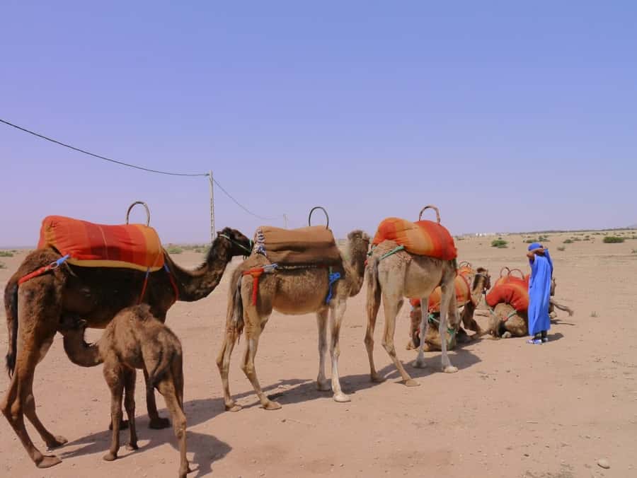 Marrakech : 1-Hour Camel Ride Through the Palm Grove - Who should book this ride