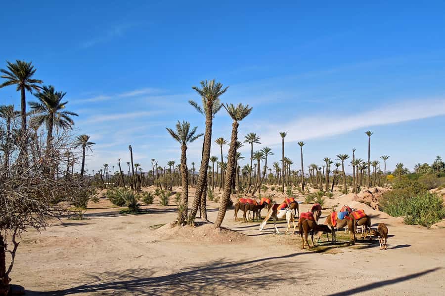 Marrakech: 2-Hour Quad Bike & Camel Ride in Palmeraie - Trading hooves for horsepower