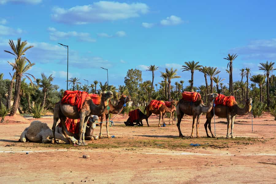Marrakech: 2-Hour Quad Bike & Camel Ride in Palmeraie - Is $57 good value?