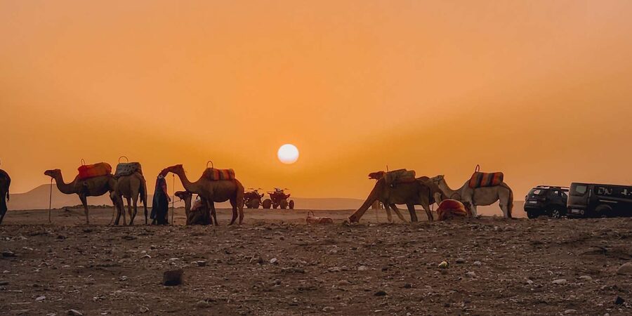Marrakech: Agafay Camel Ride & Dinner with Fire Show Tour - Timing, transport, and family comfort
