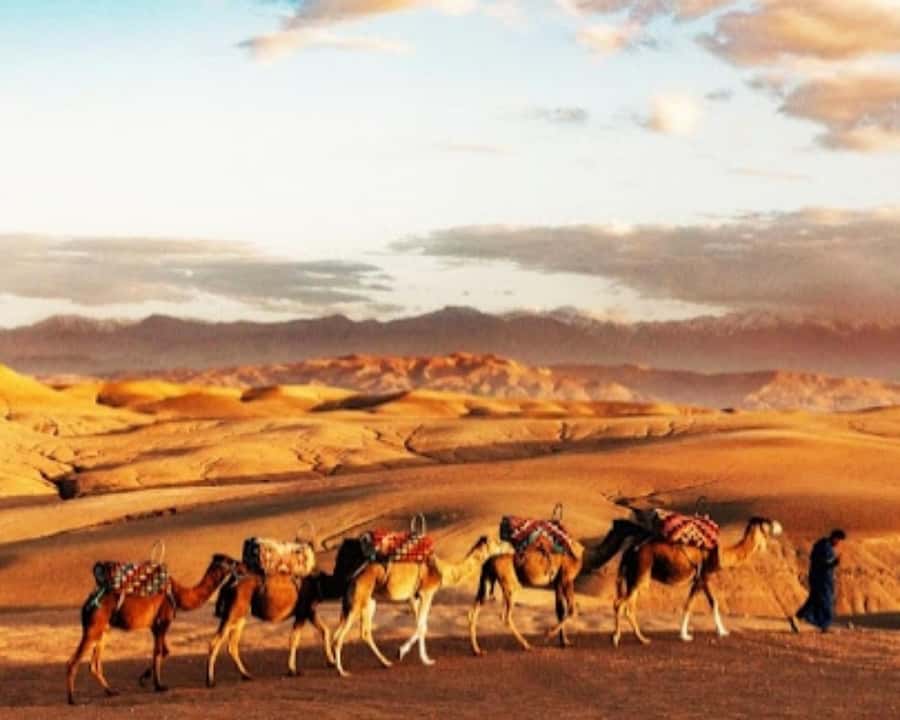 Marrakech: Agafay Desert Camel Rides, Dinner and Fire Show - Should you book this Agafay evening?