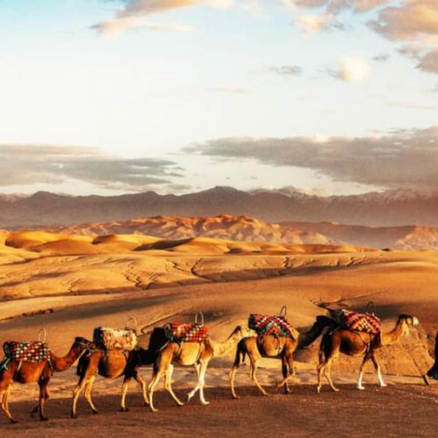 Marrakech: Agafay Desert Dinner with Music and Fire Show - Moroccan tea and the first welcome