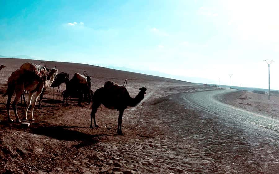 Marrakech: Agafay Desert Quad Bike Tour with Moroccan Tea - Key points to know before booking