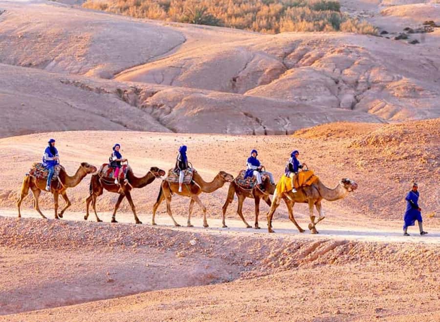 Marrakech: Agafay Desert Quad & Camel Rides with Dinner Show - Quick take: what makes this outing worth considering