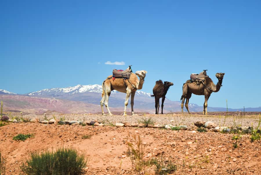 Marrakech: Atlas Mountains & Agafay Desert Tour w Camel Ride - Why this $14 day trip offers unusual value