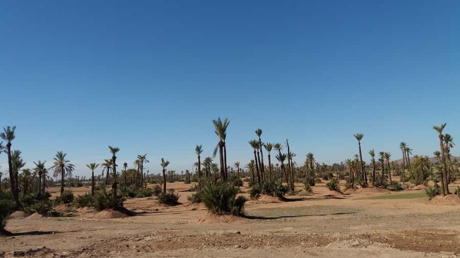 Marrakech: Buggy Experience at Palmeraie with Hotel Pickup - Riding through Marrakech’s palm oasis