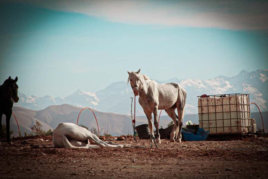 Marrakech: Camel Ride, Dinner, Pool, and Fire Show in Agafay - Leaving Marrakech for Agafay’s rocky desert