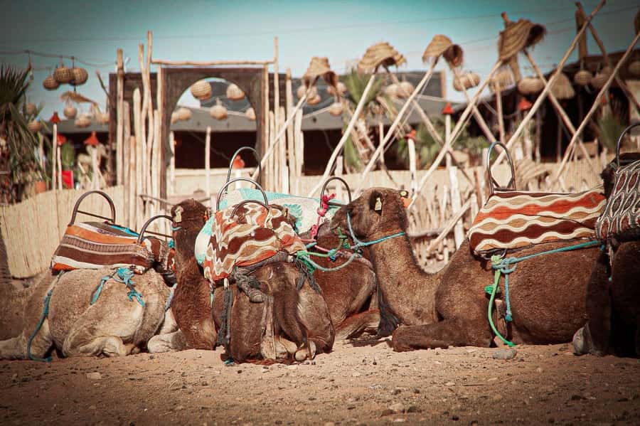 Marrakech: Camel Ride, Dinner, Pool, and Fire Show in Agafay - Who will enjoy this Agafay evening most