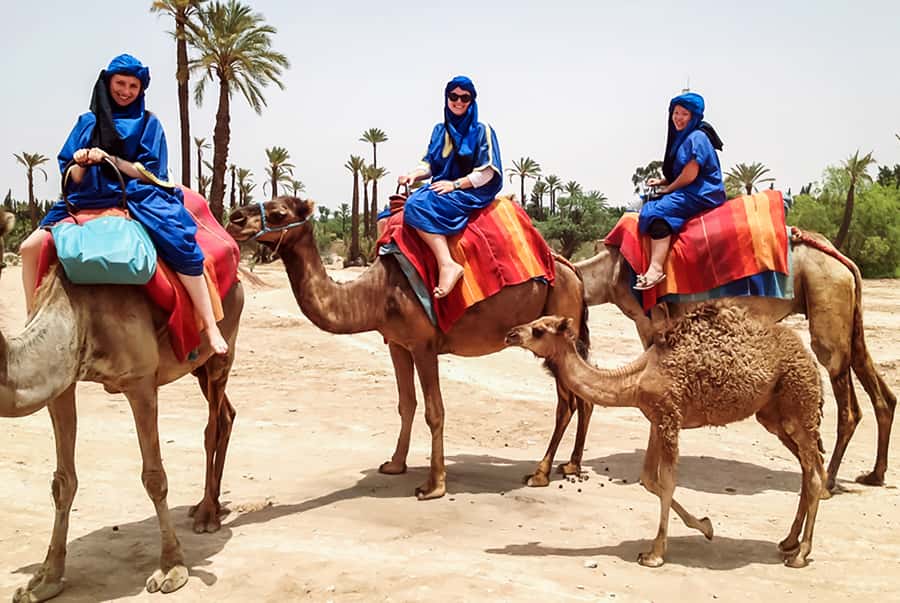 Marrakech: Camel Ride in the Oasis Palmeraie - Key points at a glance
