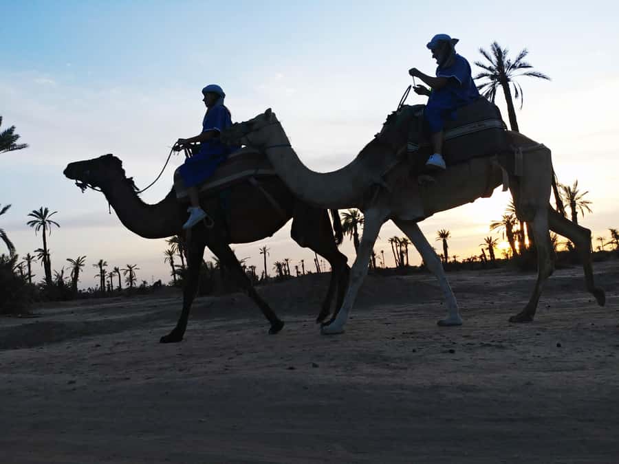 Marrakech Camel Ride in the Palmeraie Palm Grove - Mounting a camel, and why the guide matters