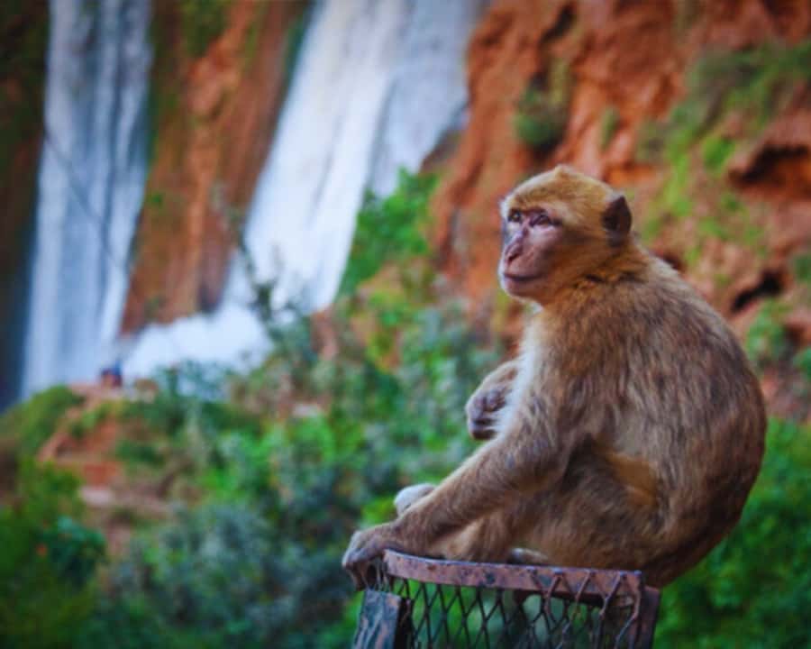Marrakech: Day Tour to Ouzoud Waterfalls with Boat Trip - Barbary macaques and responsible animal encounters
