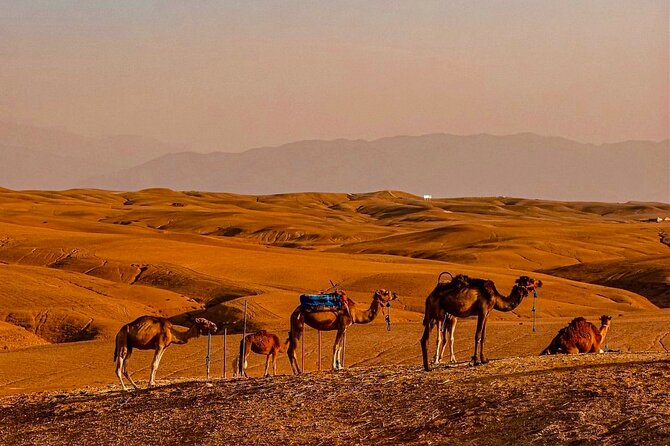 Marrakech Day Trip: Agafay Desert, Atlas Mountains and Camel Ride - Practical details that can improve the day