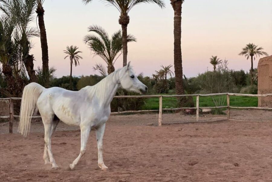 Marrakech: Desert and Palmeraie Horse Riding Tour & Transfer - Should you book the Palmeraie horse ride?