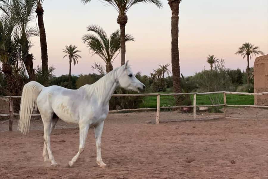 Marrakech: Desert and Palmeraie Horse Riding Tour & Transfer - Leaving Marrakech for the Palmeraie