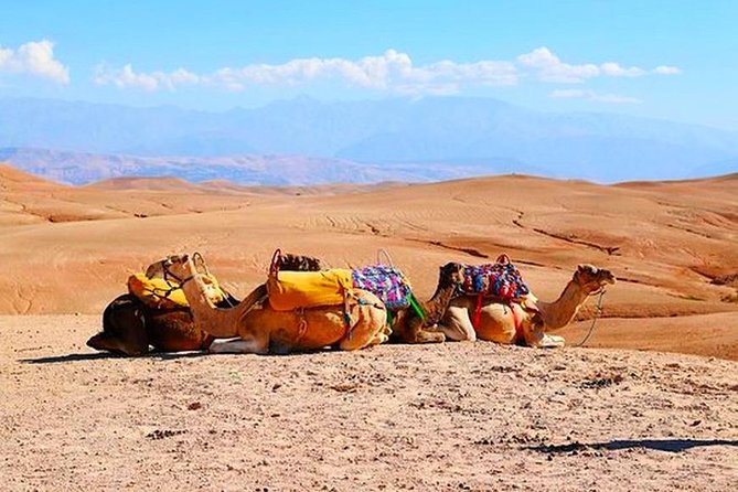Marrakech Desert Quad and Camel ride, Lunch, and Poolside - Quad biking across the rocky desert