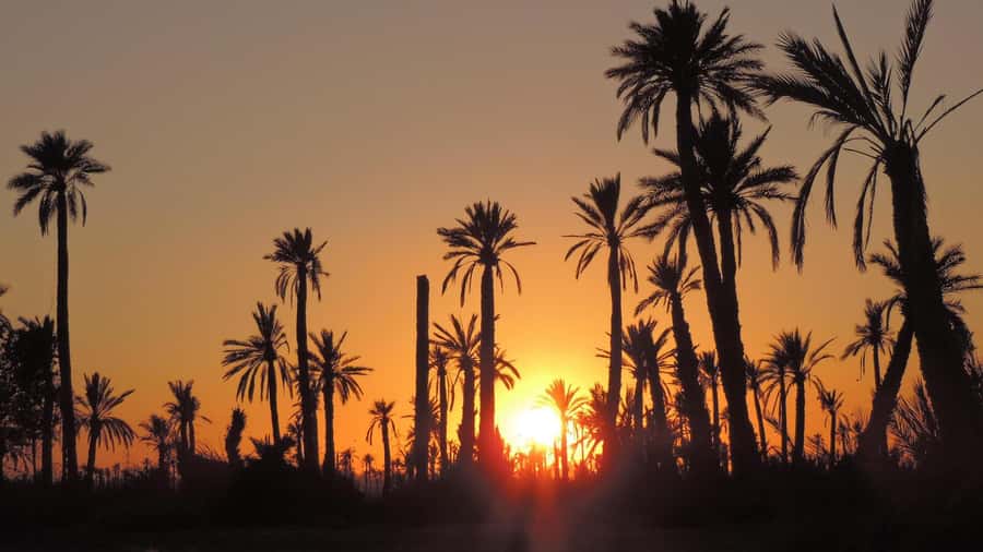 Marrakech: Dunes of the Palmeraie Quad Bike Ride with Tea - What the guides do well