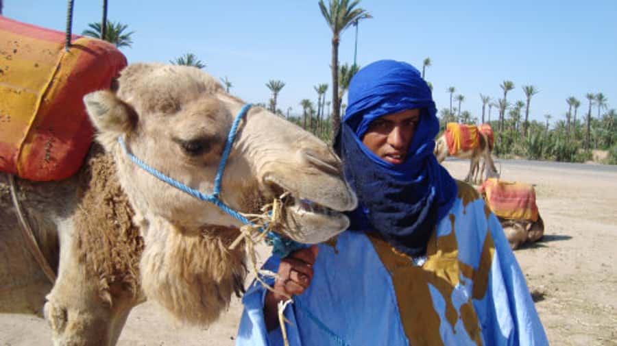 Marrakech: Half-Day Camel Ride in Palm Grove - Why the Palmeraie makes a good first camel ride