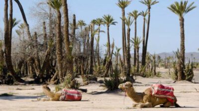 Half-Day Camel Ride in Palm Grove