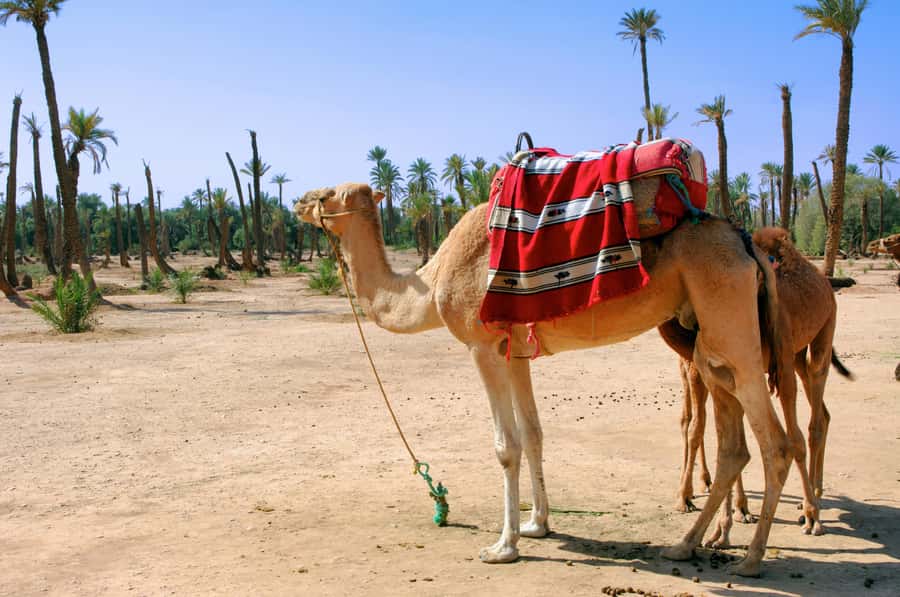 Marrakech: Half-Day Camel Ride in Palm Grove - Mounting the camel and settling into the ride