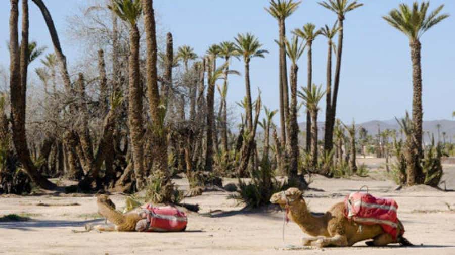 Marrakech: Half-Day Camel Ride in Palm Grove - The 30-minute transfer from Marrakech