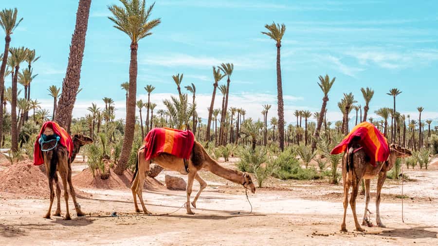Marrakech: Half-Day Desert Quad Tour with Camel Ride - Tea, bread, honey, and a taste of village hospitality