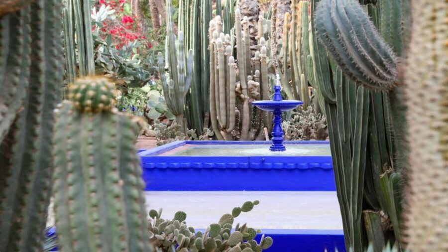 Marrakech: Majorelle Garden Entry Tickets Online - Walking the blue paths and cactus beds