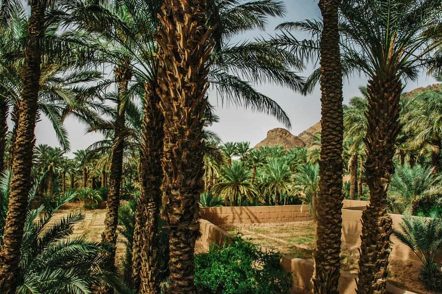 Marrakech/Ouarzazate: 2-Day Desert with Camel, 4x4 & Meals - A long road to Zagora with a worthwhile payoff