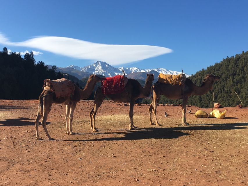 Marrakech: Ourika Valley & Atlas Mountains Half-Day Trip - Who will enjoy this half-day trip?
