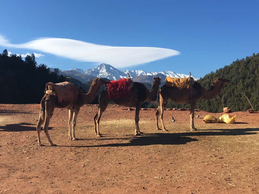 Marrakech: Ourika Valley & Atlas Mountains Half-Day Trip - Practical details before you book