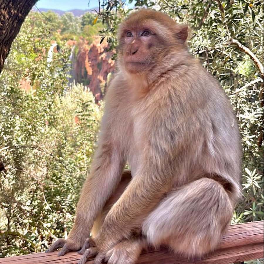 Marrakech: ourika valley lunch & guided hike to waterfalls - How much value do you get for $12?