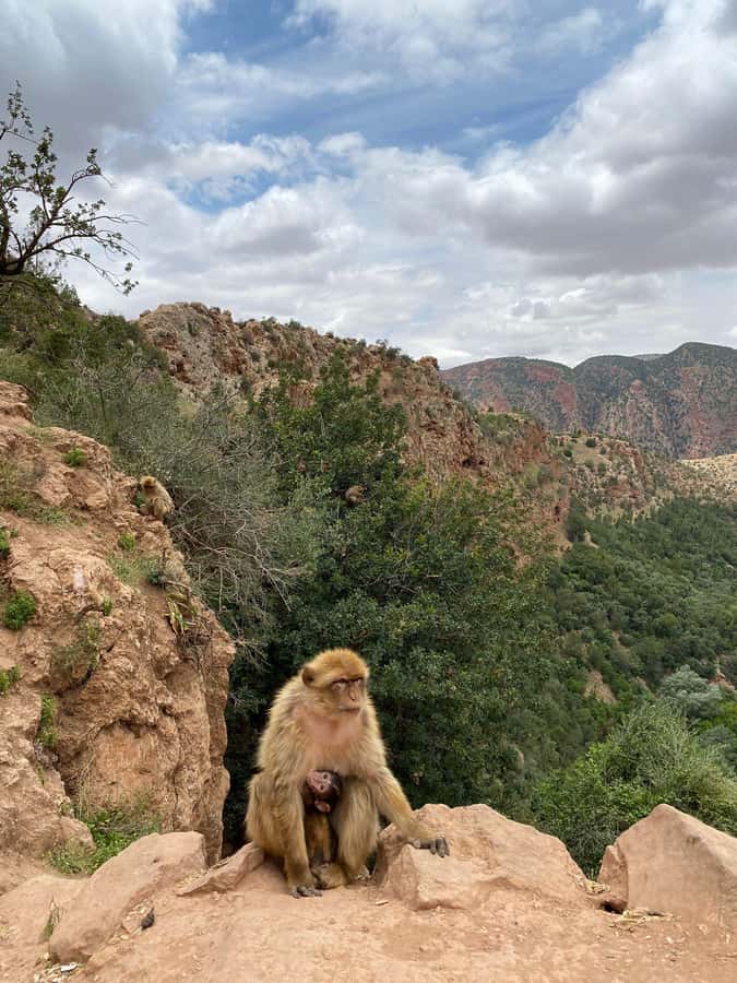 Marrakech : Ouzoud Waterfalls & Guided Tour & Boat Ride - Walking the 6-kilometer route