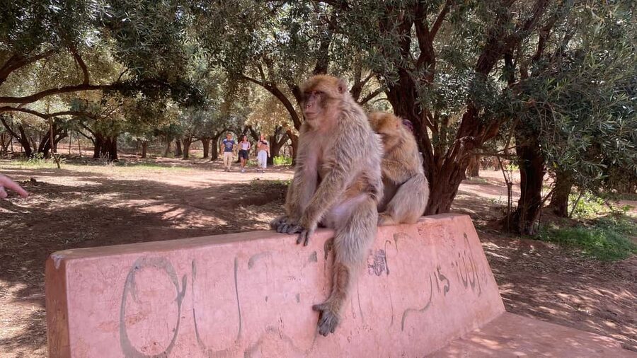 Marrakech: Ouzoud Waterfalls Trip, Guided Hike & Boat Option - What the $14 price really covers